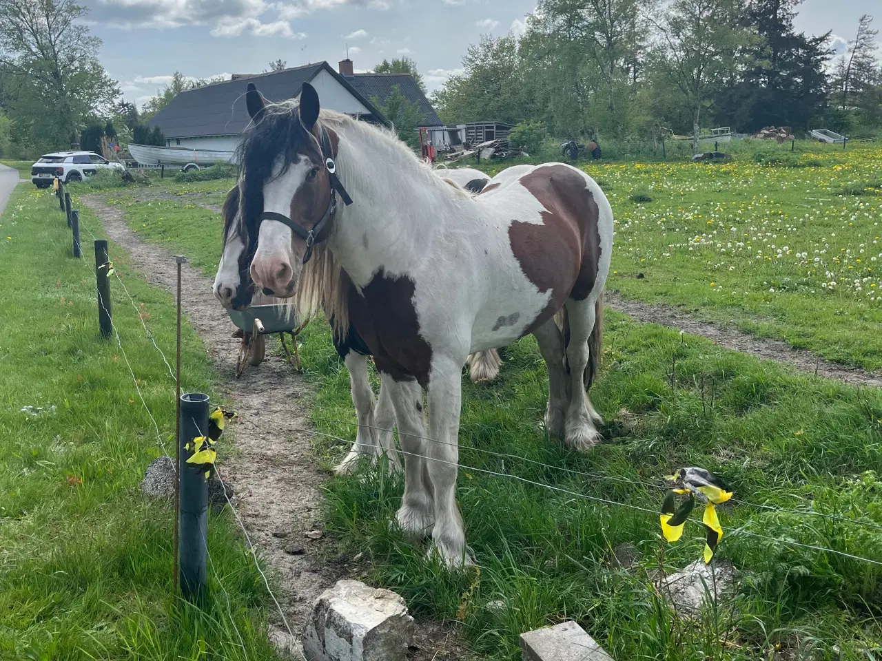 Billede 1 - Smuk tinker hingst