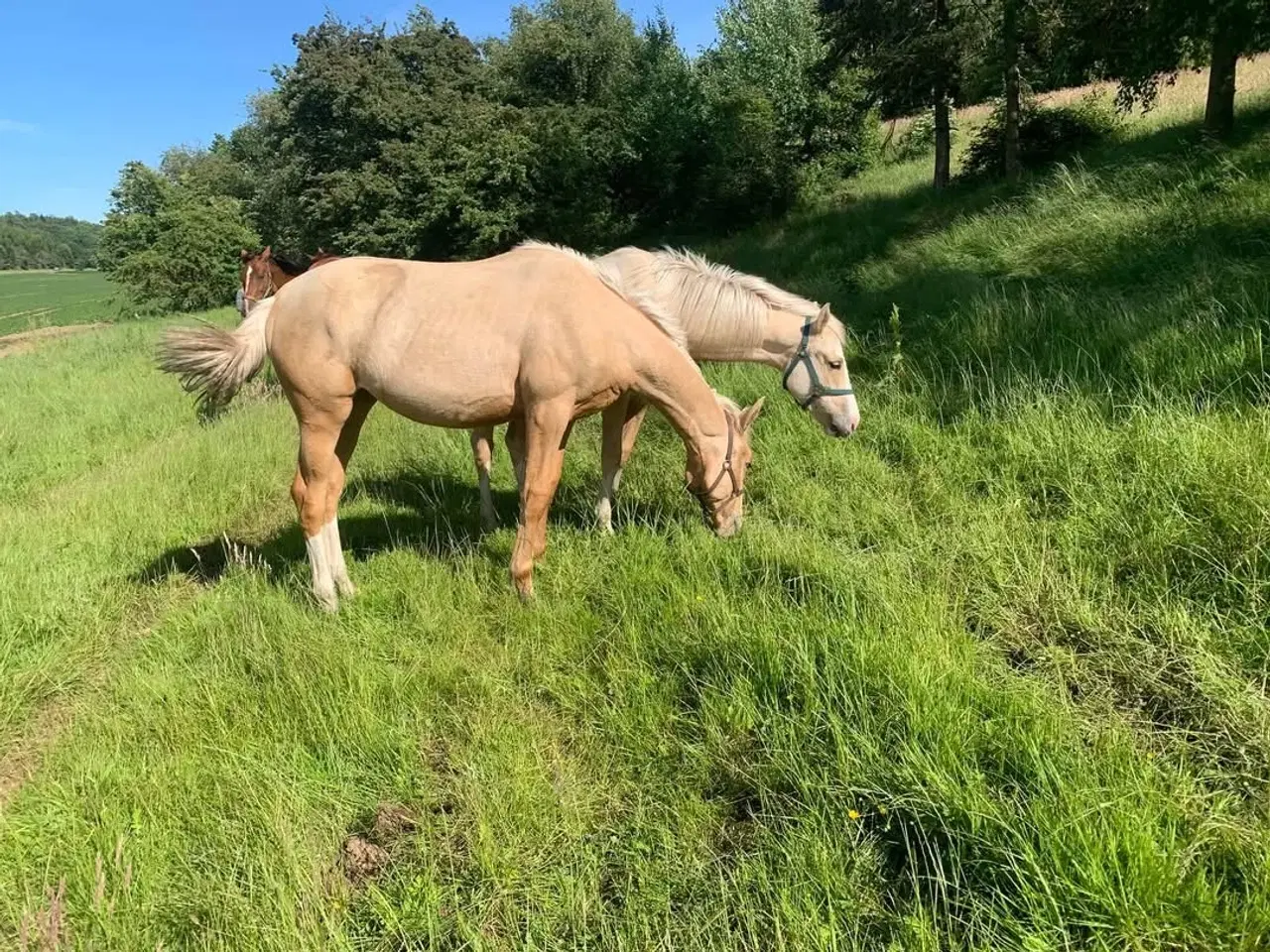 Billede 1 - Dejlig palomino hoppe