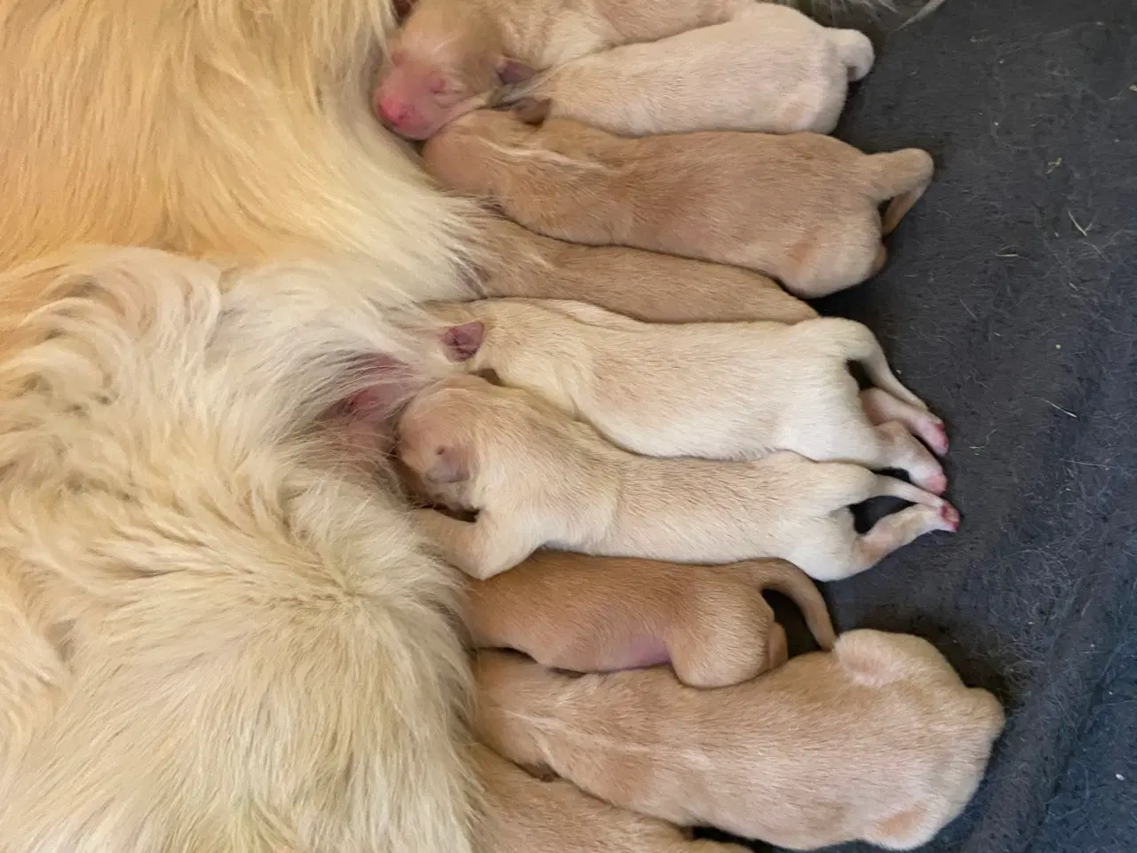 Billede 1 - Golden retriever hvalpe