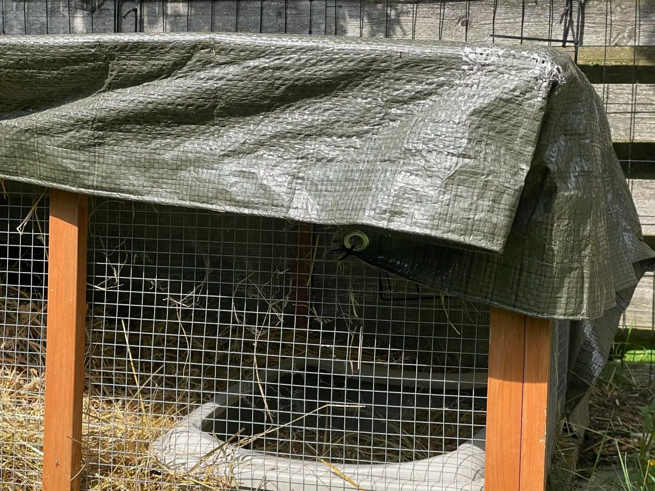 Billede 10 - Mini lop han inkl. løbegård, indhegning m.m. 