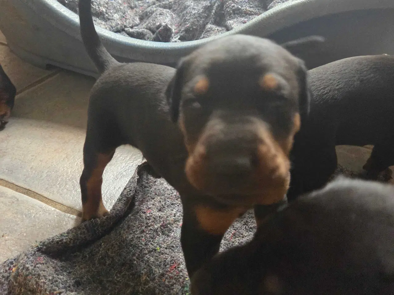 Billede 12 - Dobermann hvalpe