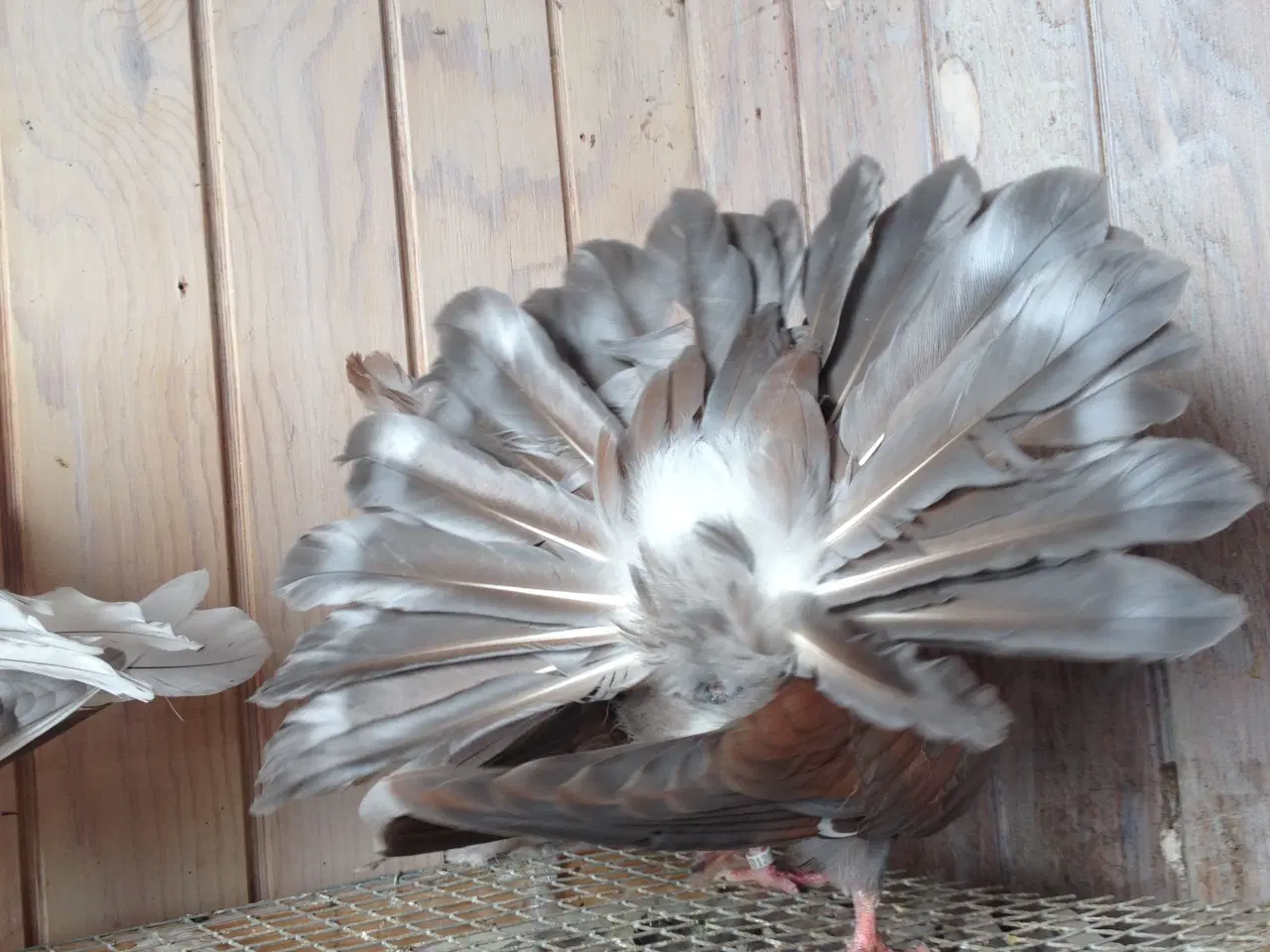 Billede 6 - 3 stk Højstjert duer sælges til 200kr