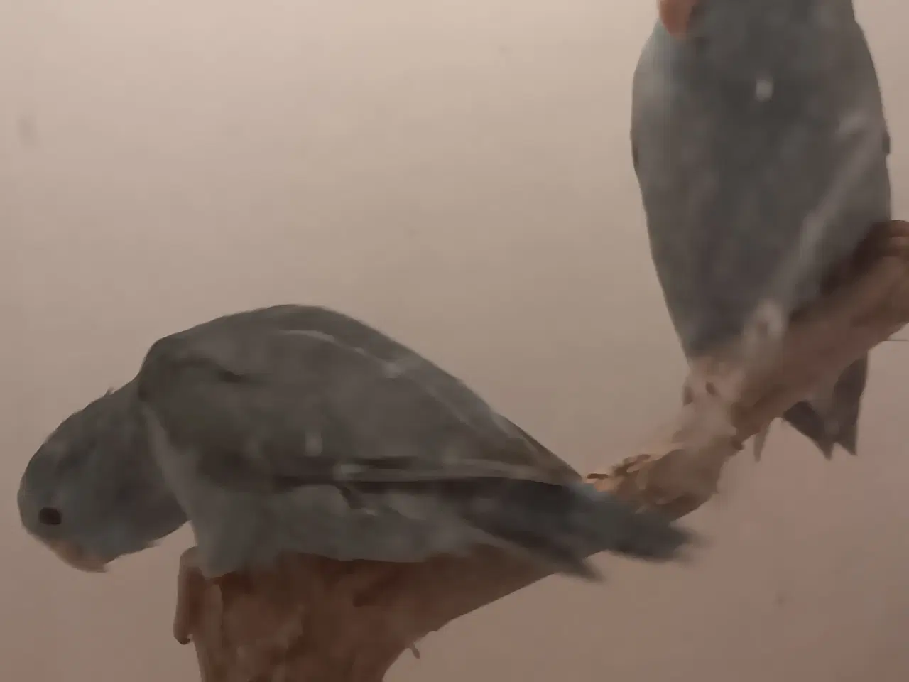 Billede 3 - Blå lessonspuvepapegøjer 1,1 unger 13 unger