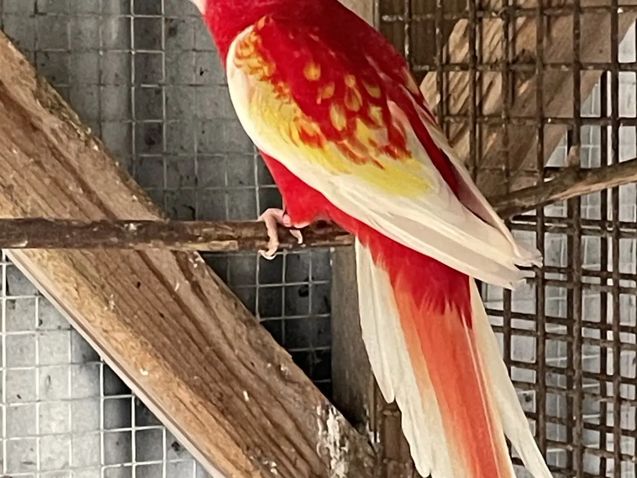 Billede 1 - Rubino Rosella