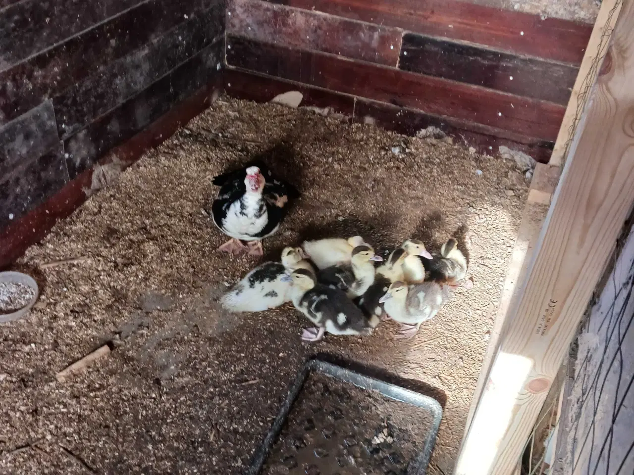 Billede 5 - Moskusællinger 8 stk