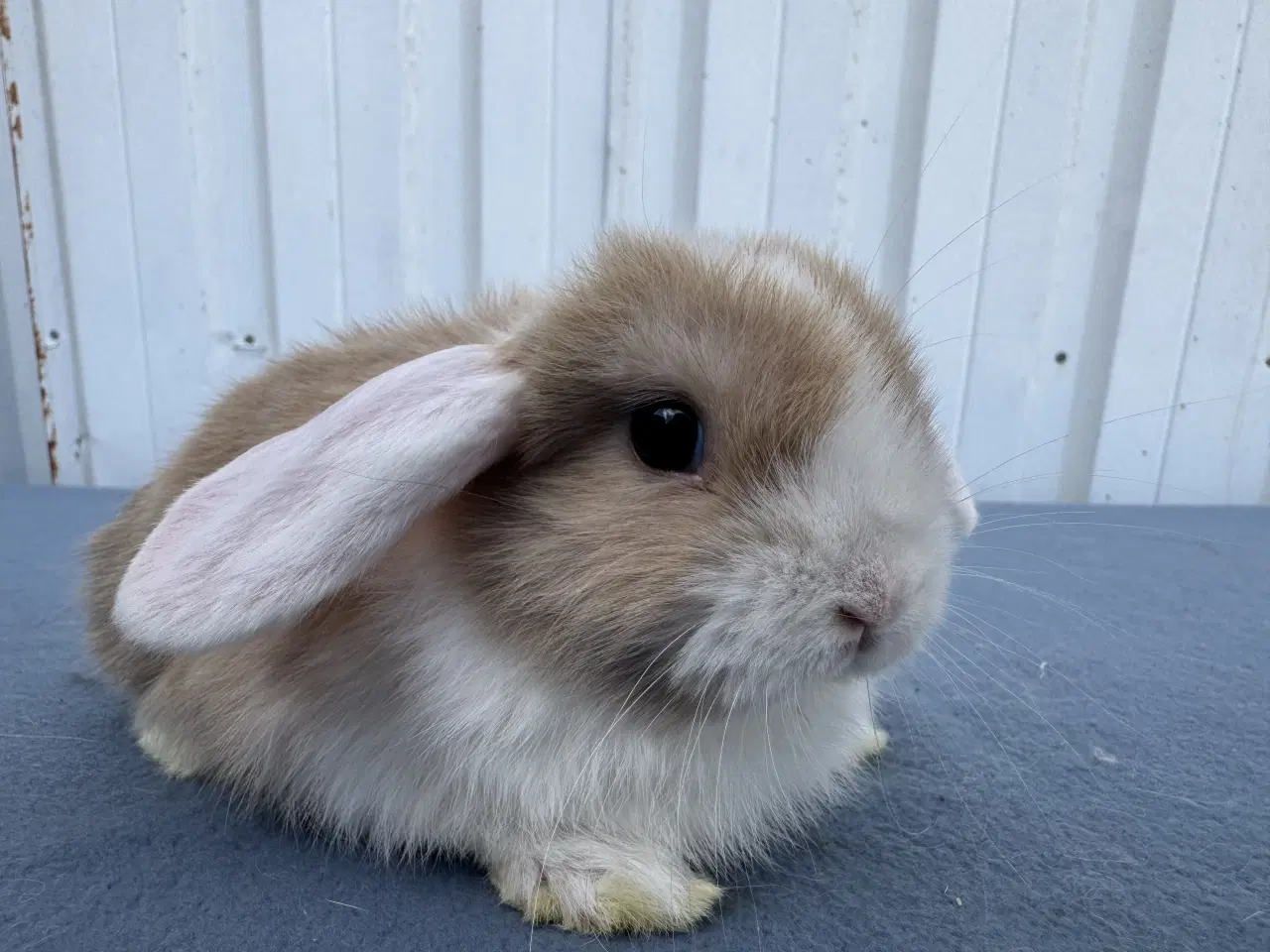 Billede 4 - Dværgvædder hunkanin