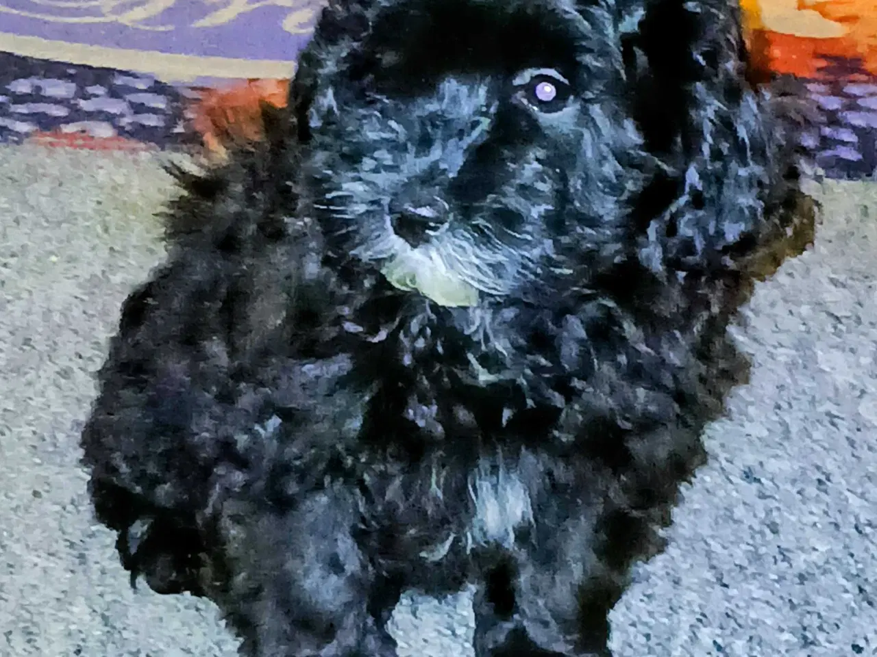 Billede 2 - Havapoo Puddel/Havaneser 