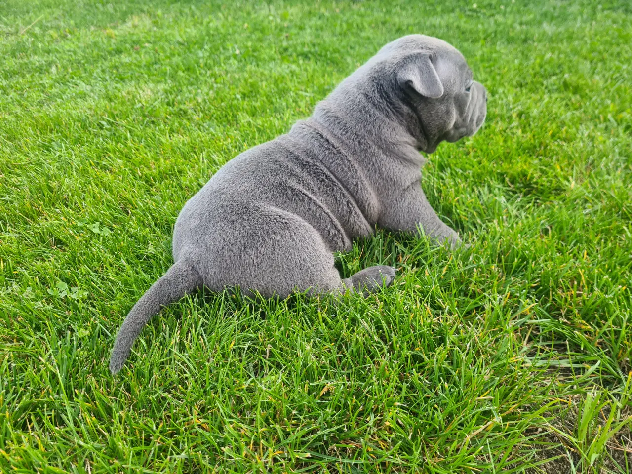 Billede 7 - Dreng American Bully Pocket Blu