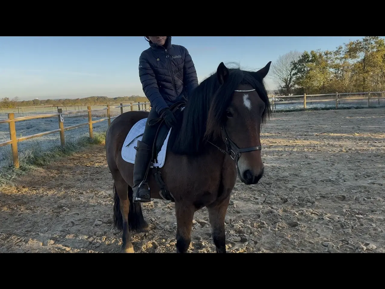 Billede 1 - Sød vallak sælges 