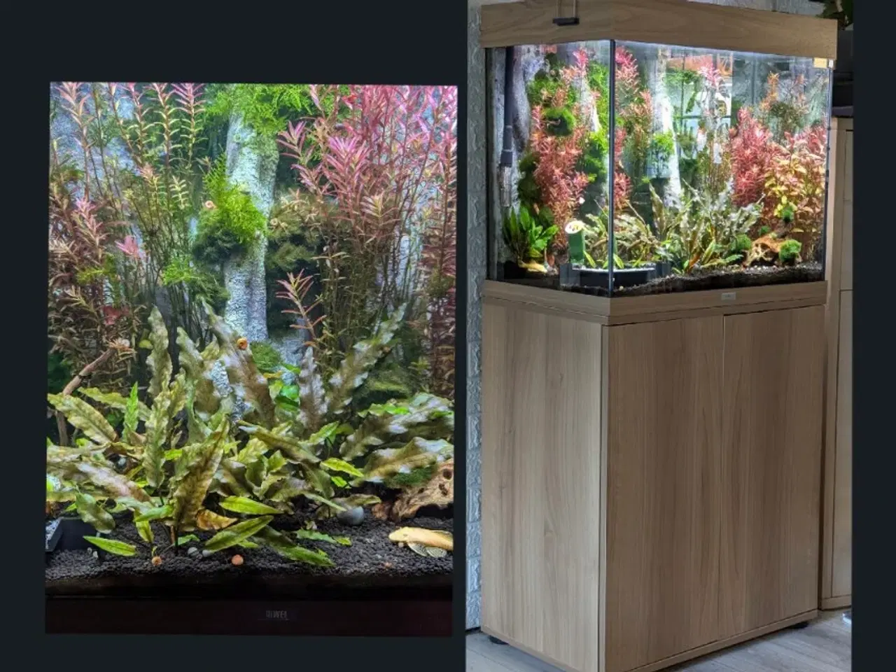 Billede 1 - Juwel akvarie 125L