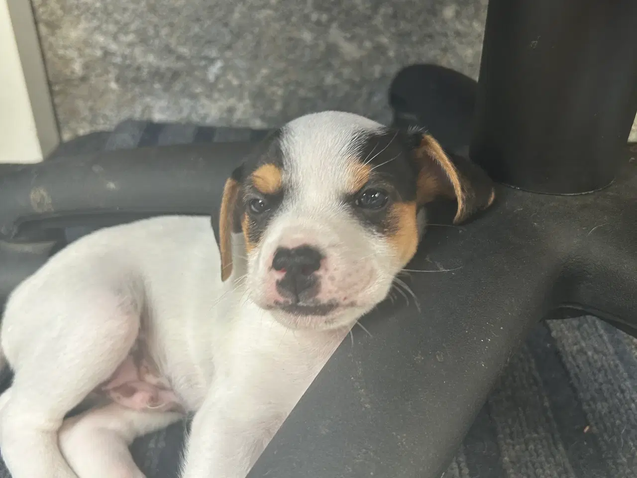 Billede 5 - Hund