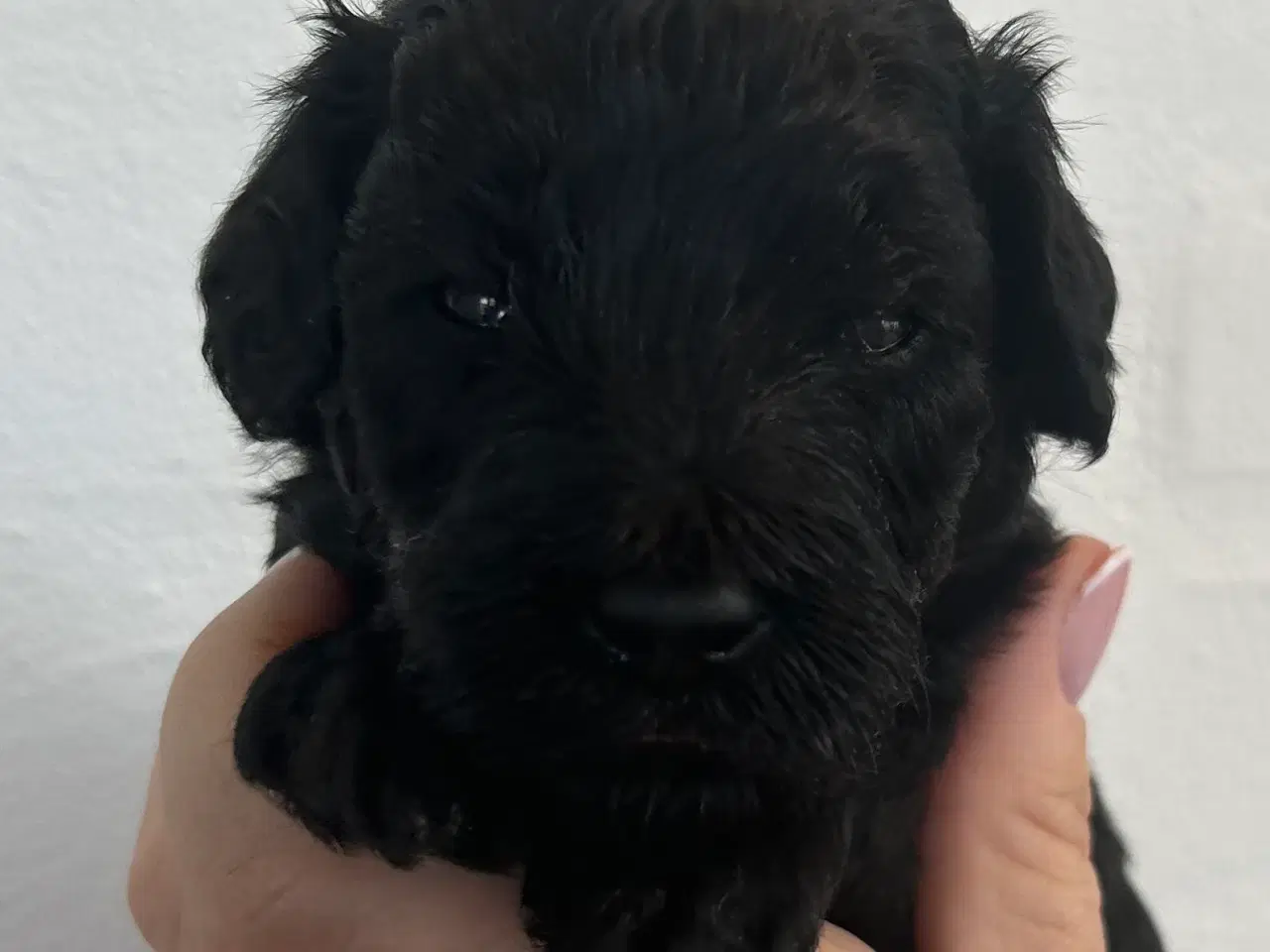 Billede 2 - Goldenlabradoodle Hubert