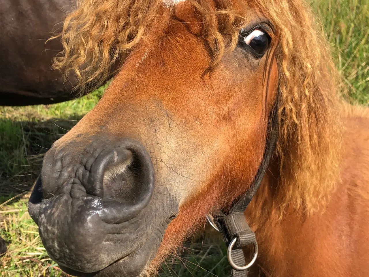 Billede 7 - Bedækning tilbydes - pony