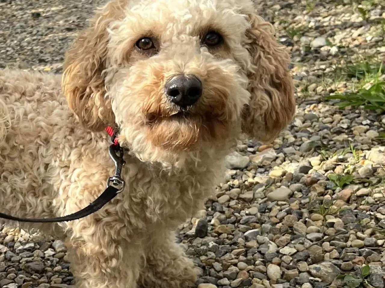 Billede 8 - skøn Maltipoo Max