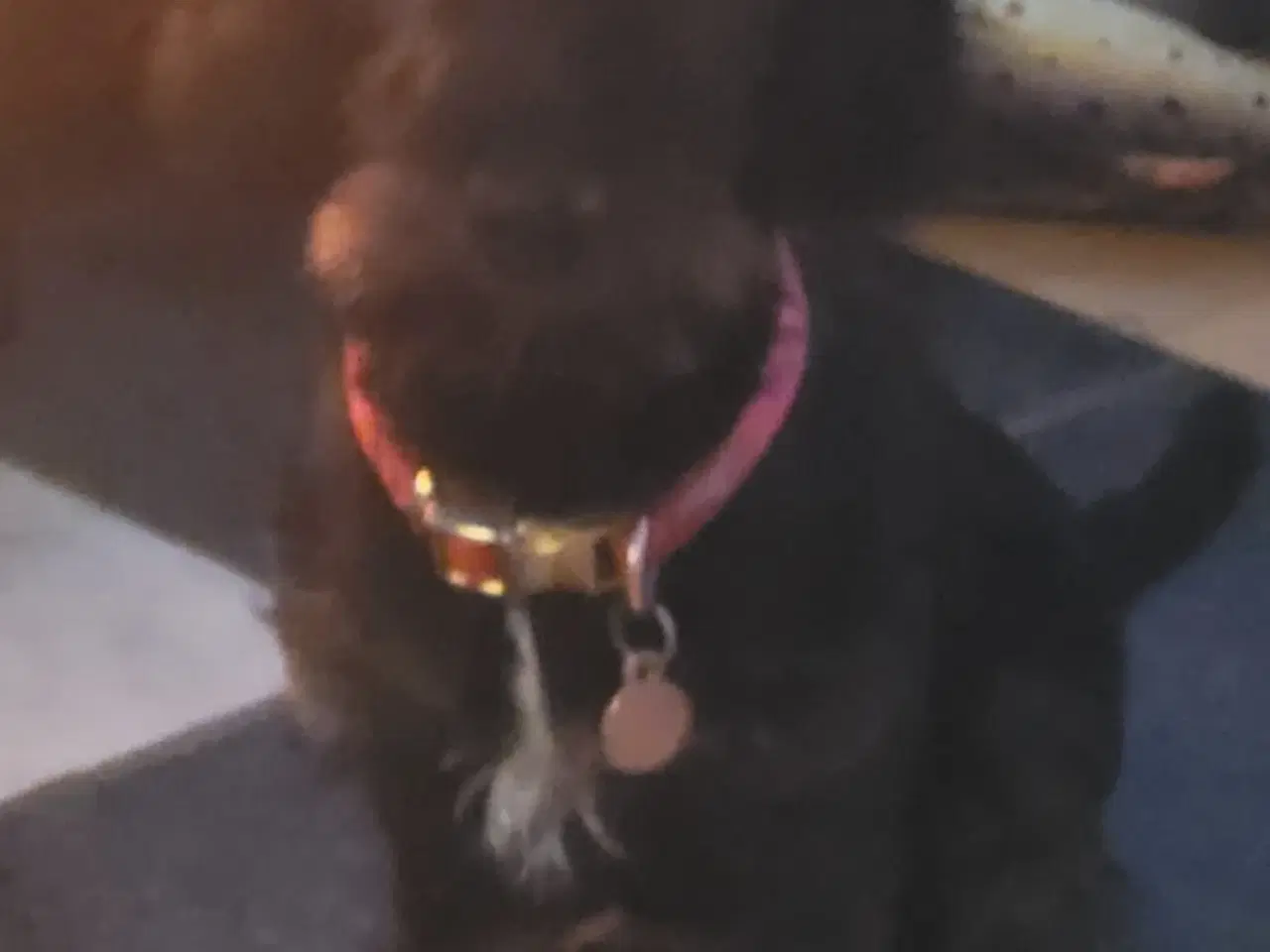 Billede 2 - Gravhund bl dansk svensk tæve 8 mdr