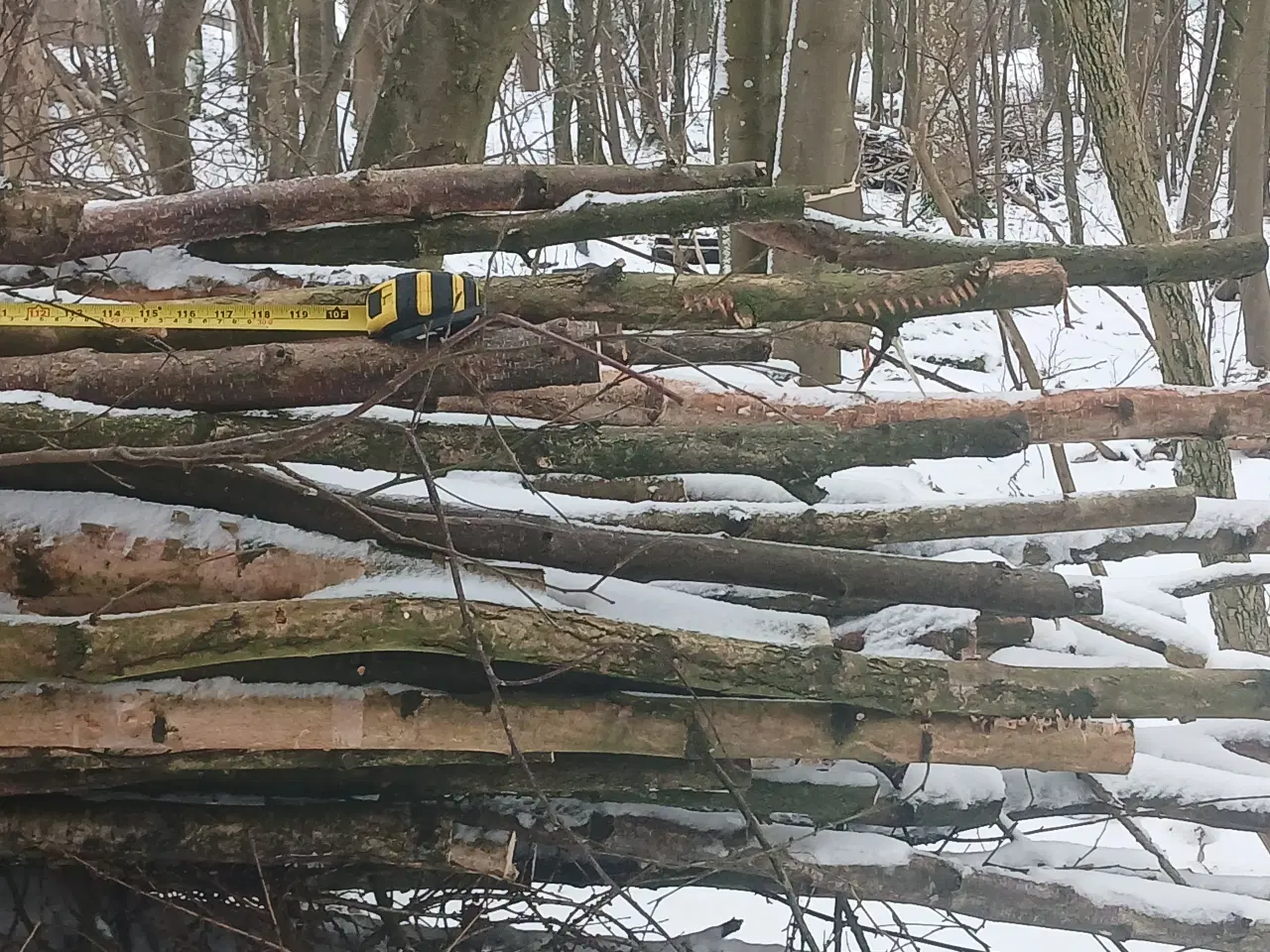 Billede 3 - Frisk fældede tynde stammer af birketræ