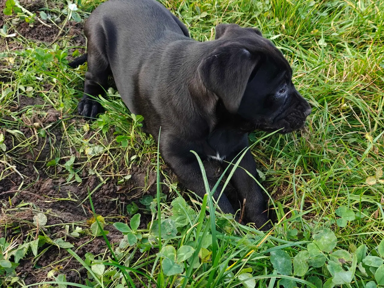 Billede 6 - Cane Corso hvelpe