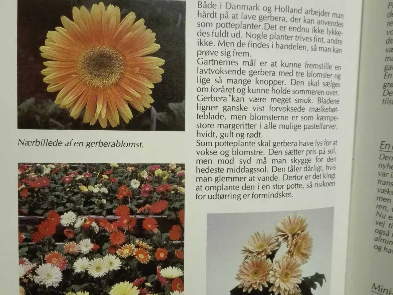 Billede 3 - Alt om stueplanter 28 / Nye stueplanter