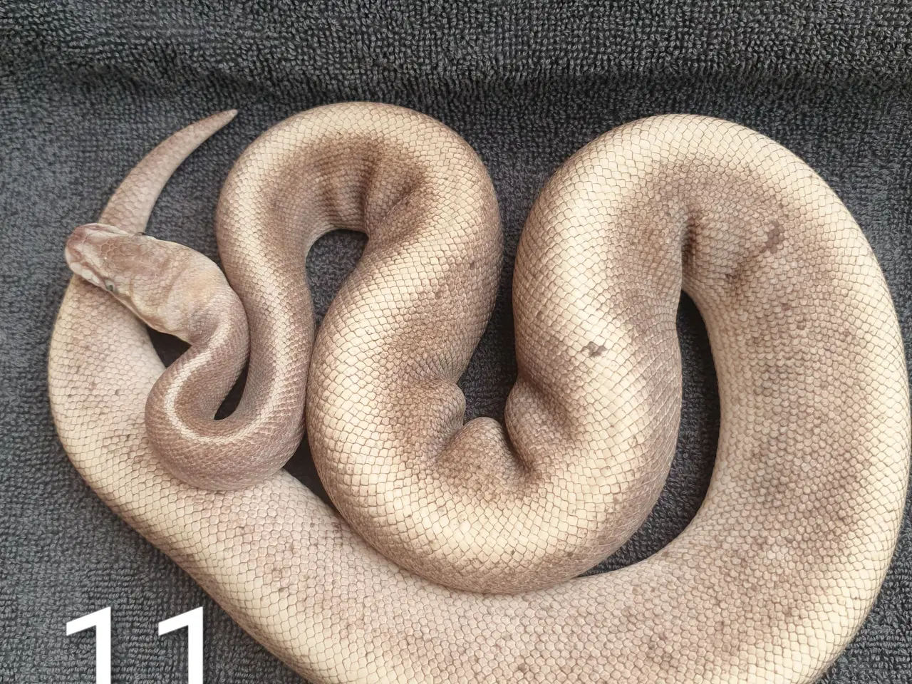 Billede 11 - Kongepython morfer pieds og andet