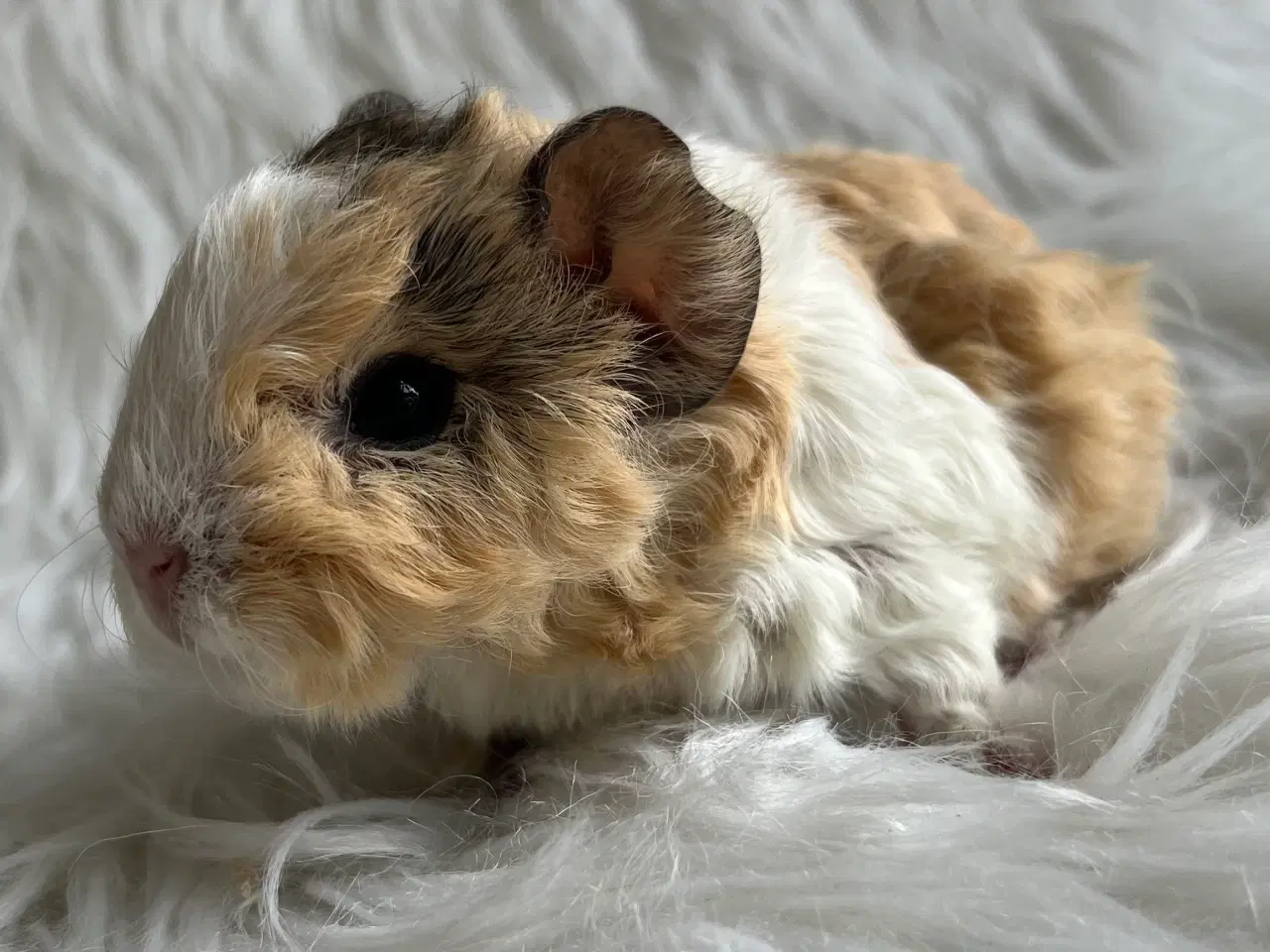 Billede 6 - Han unger