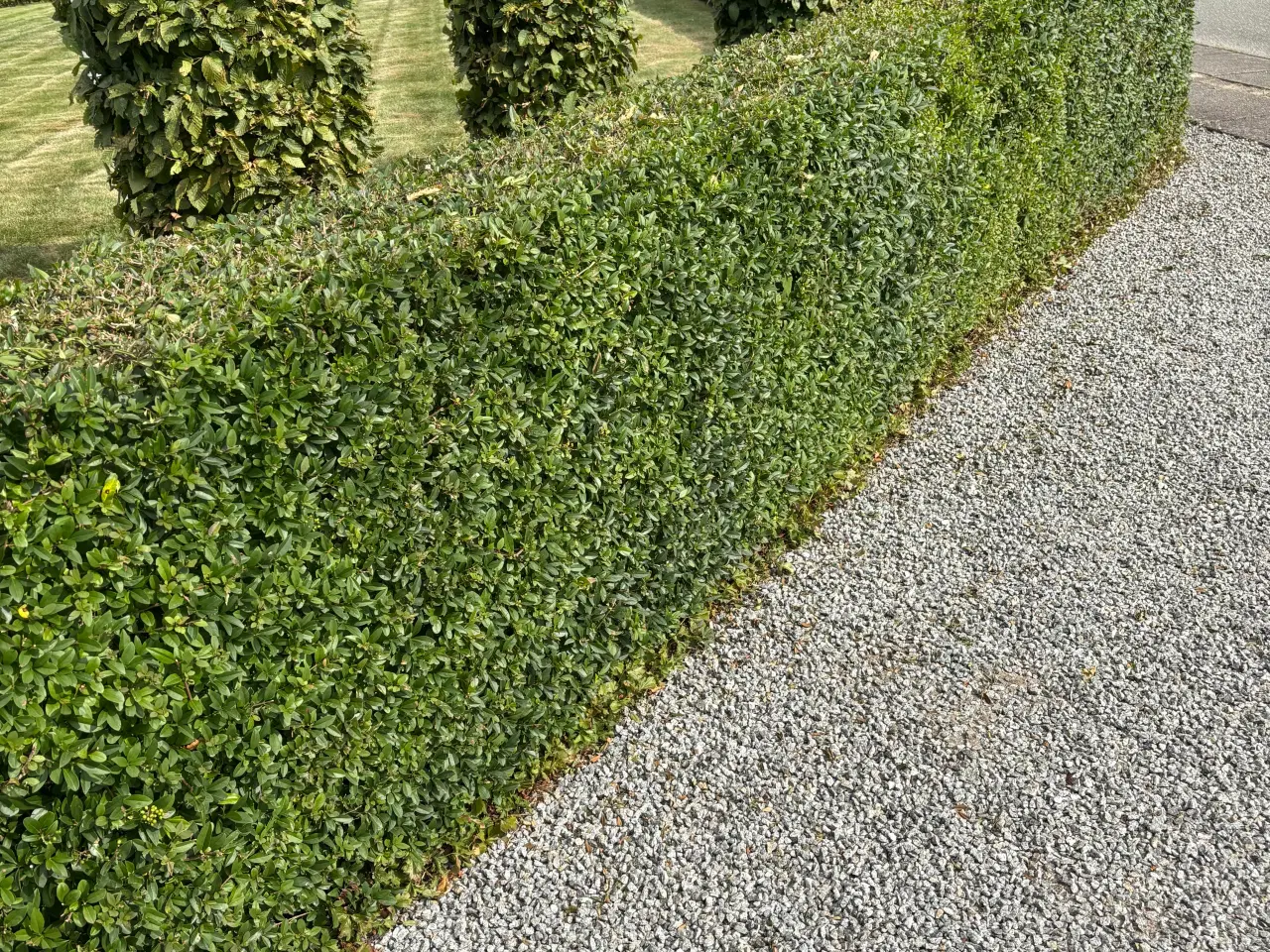 Billede 3 - 45 meter ligusterhæk 