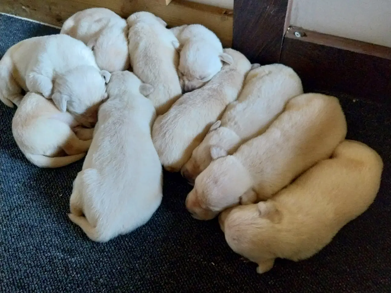 Billede 3 - Gule Labrador hvalpe.