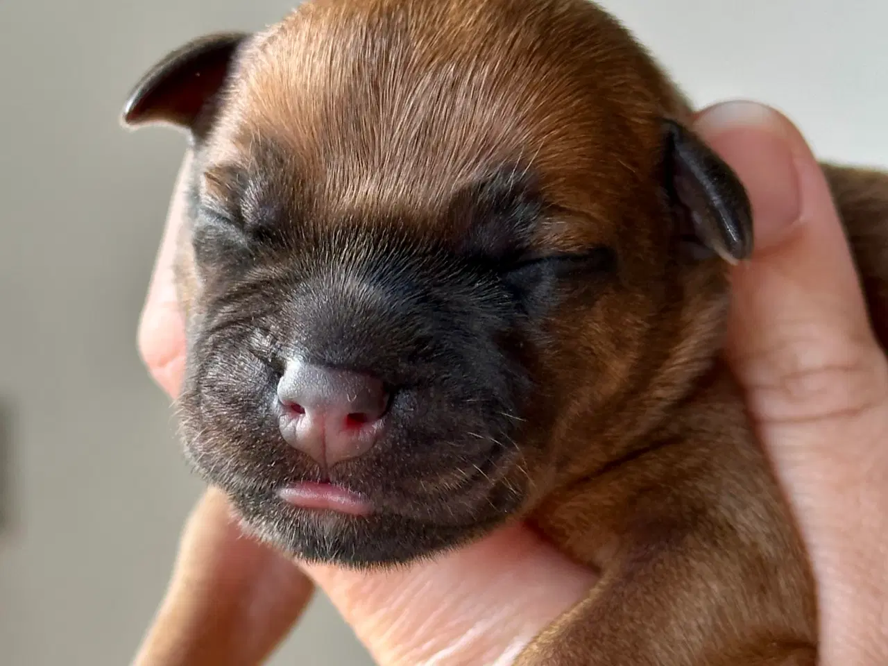 Billede 5 - Staffordshire Bull Terrier DKK
