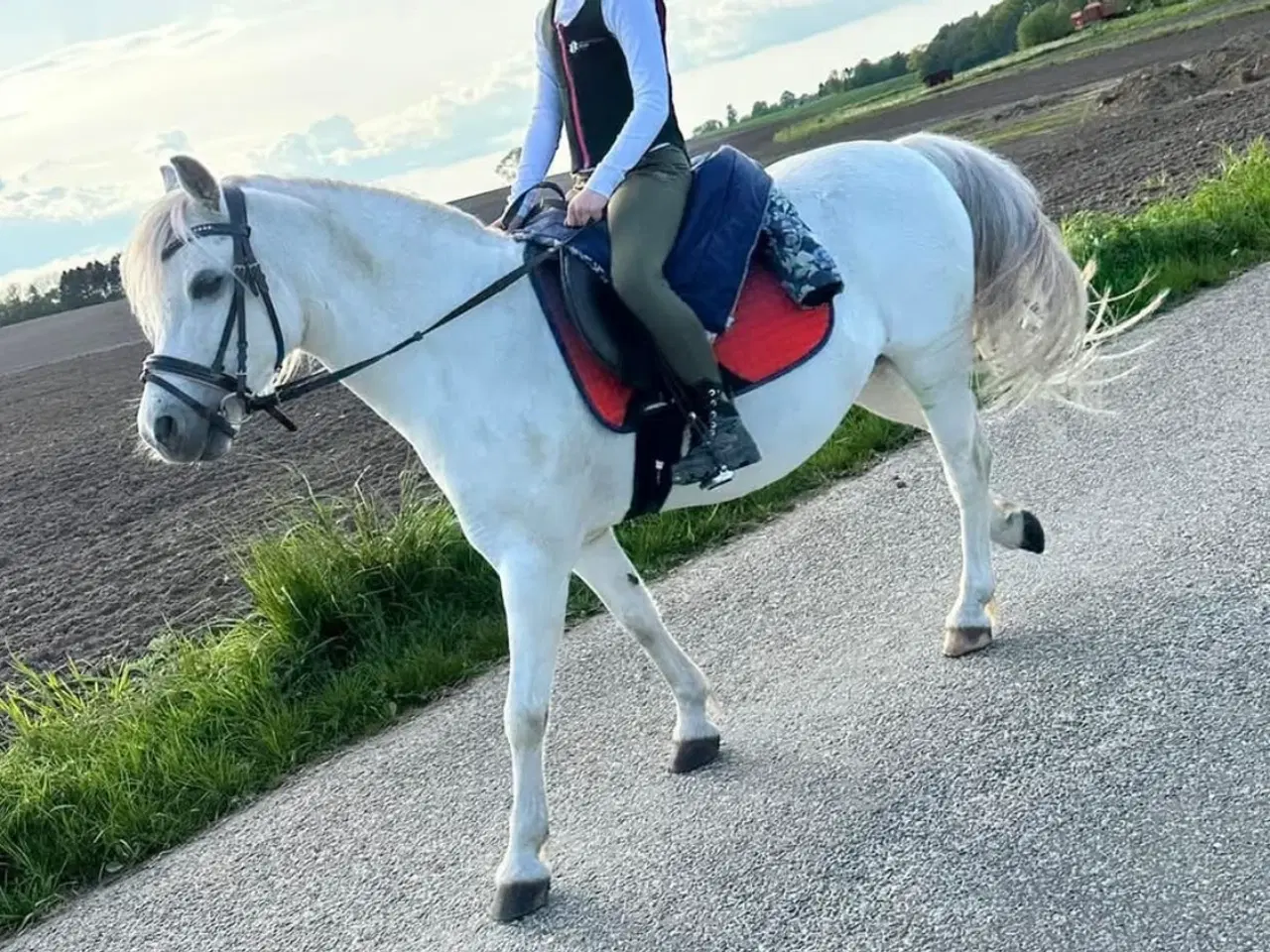 Billede 1 - Welsh pony