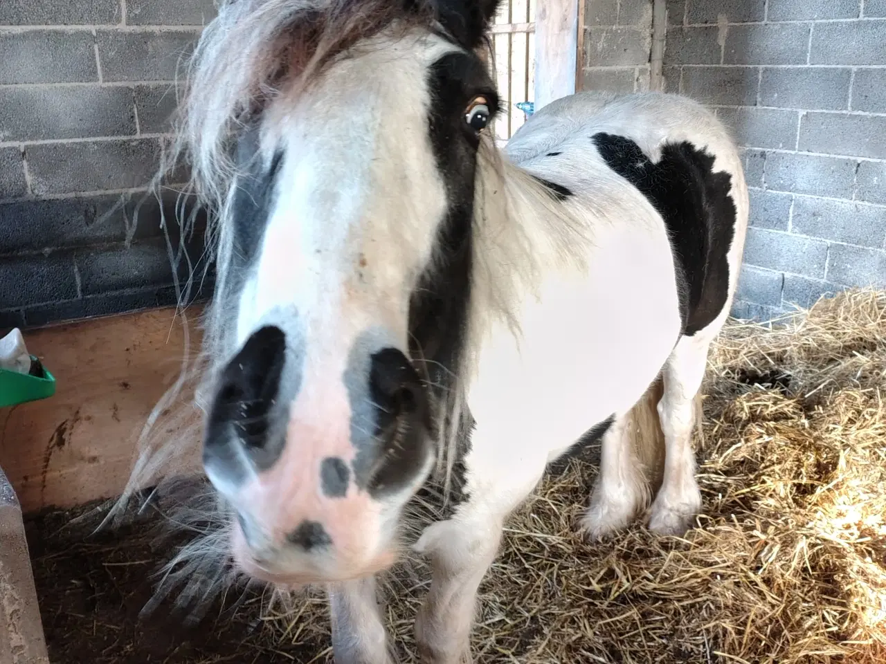 Billede 5 - Irish cob, vallak