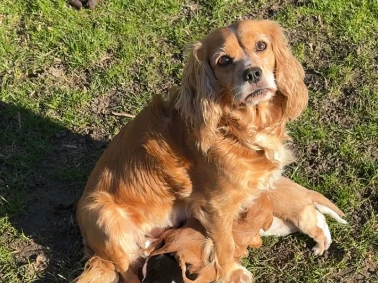 Billede 4 - Cavalier & Cocker Blanding