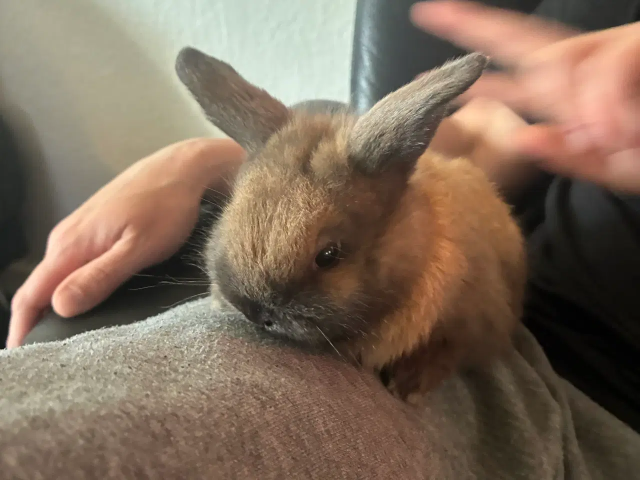 Billede 2 - Mini lop han unge sælges 