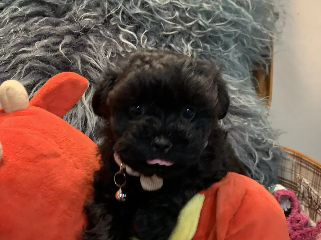 Billede 5 - Små fine Maltipoo babyer er rejseklar nu . 