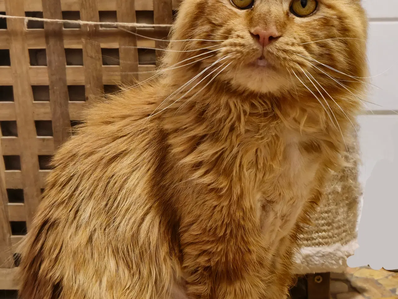 Billede 4 - Maine Coon 