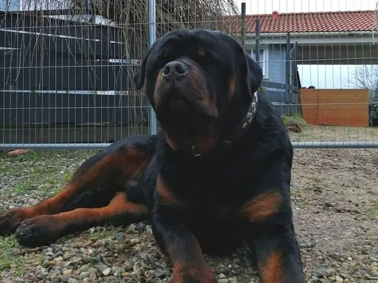 Billede 10 - Cane Corso/Rottweiler 