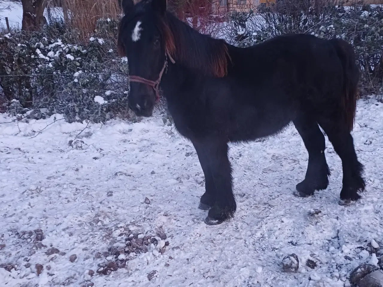 Billede 11 - 2årig Jyskhest hingst sælges