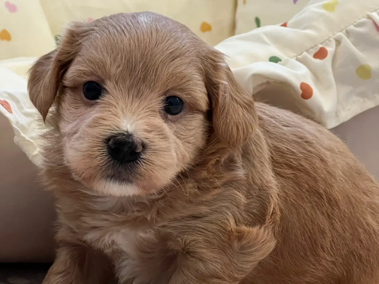 Billede 5 - Smukke Bichon Havanais 