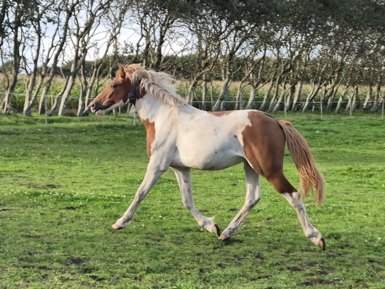 Billede 7 - Pinto hingst 2 år 