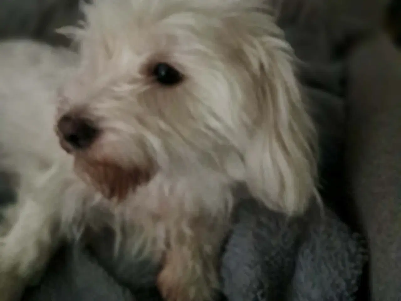 Billede 1 - Dejlig og kærlig Coton tæve 