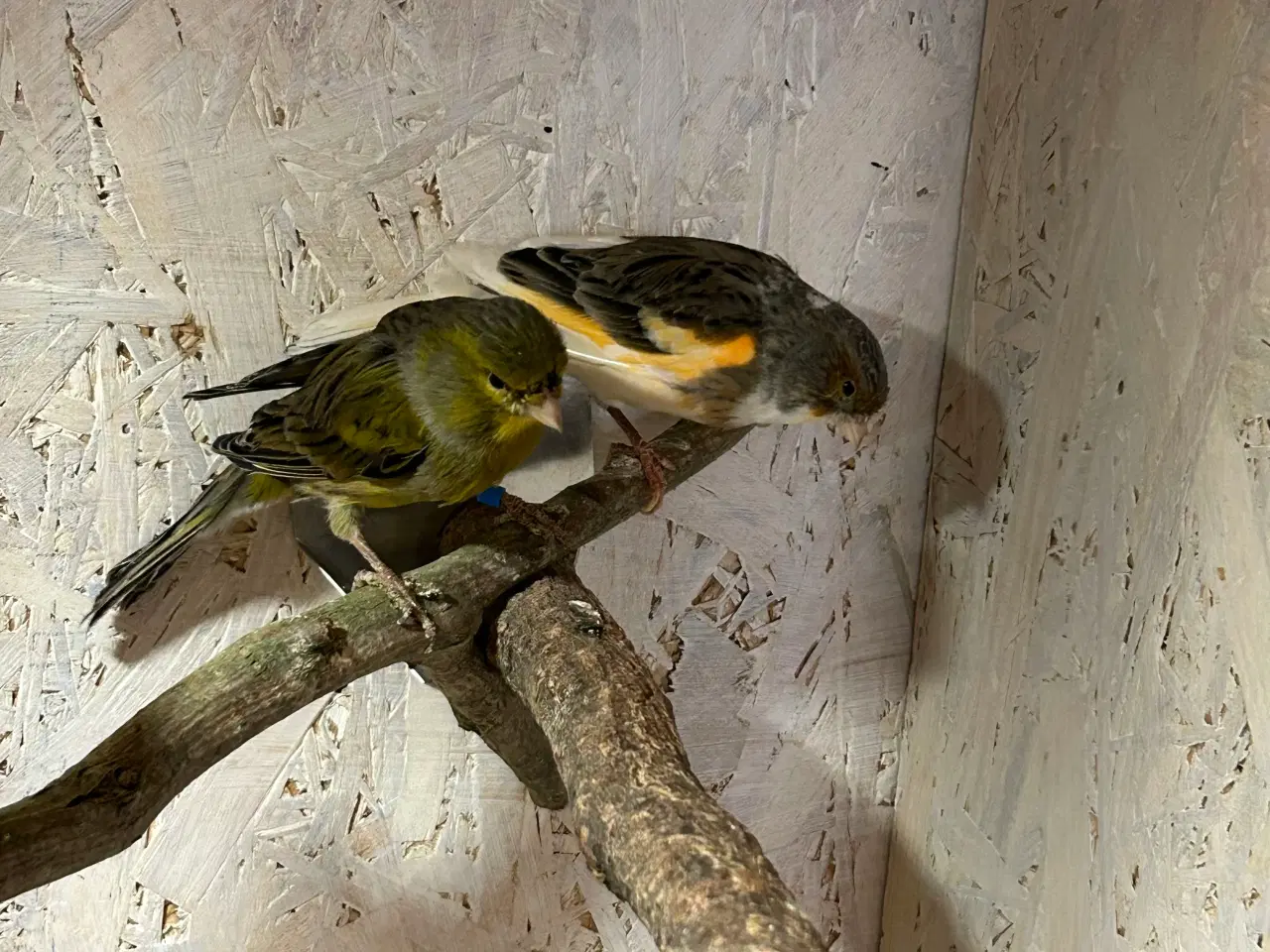 Billede 5 - Kanariefugle 