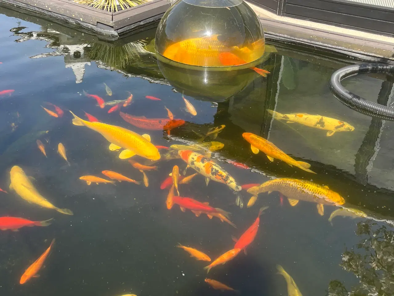 Billede 2 - Japanske koi karper 