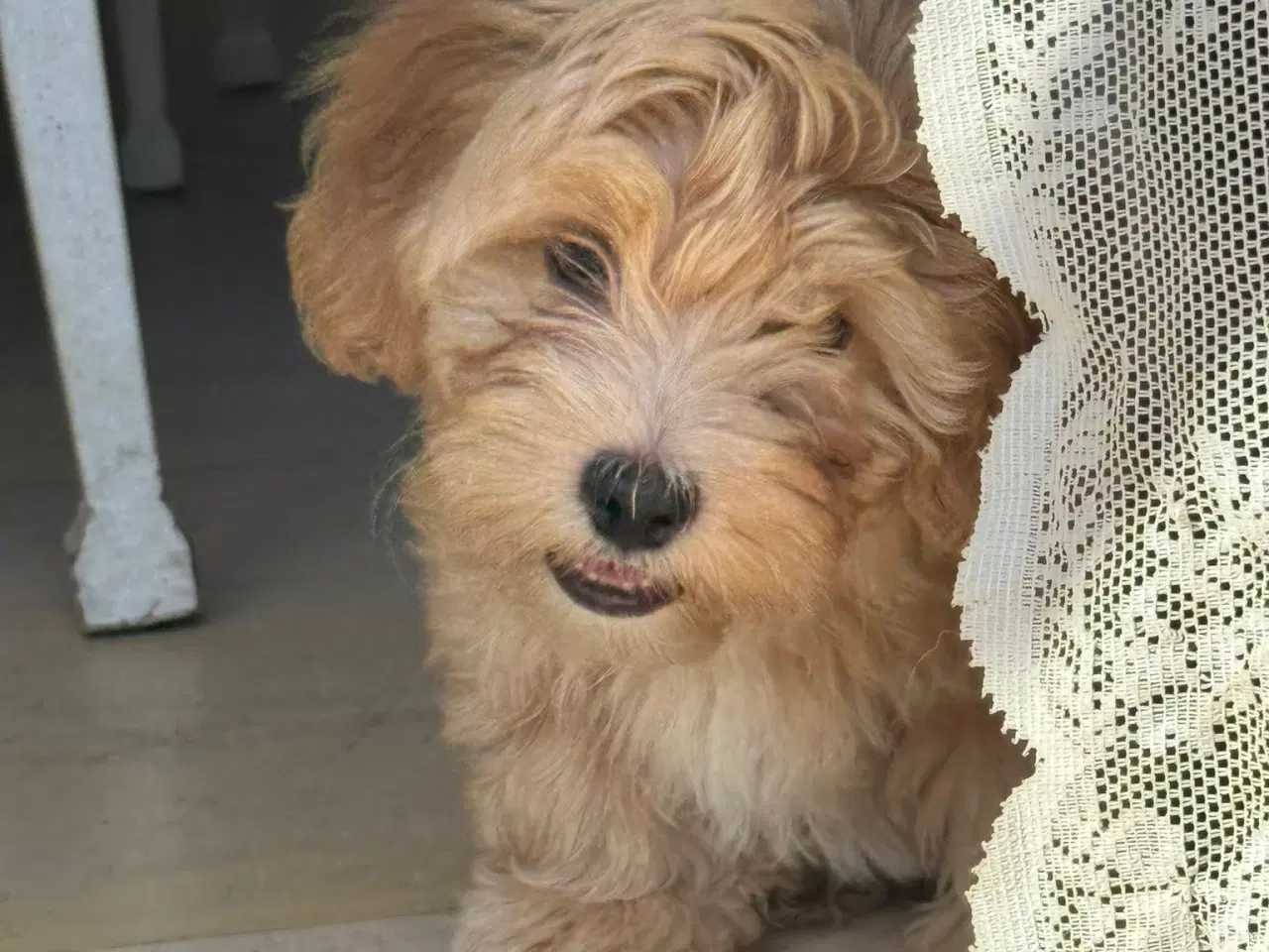 Billede 1 - Bichon Havanais hvalpe