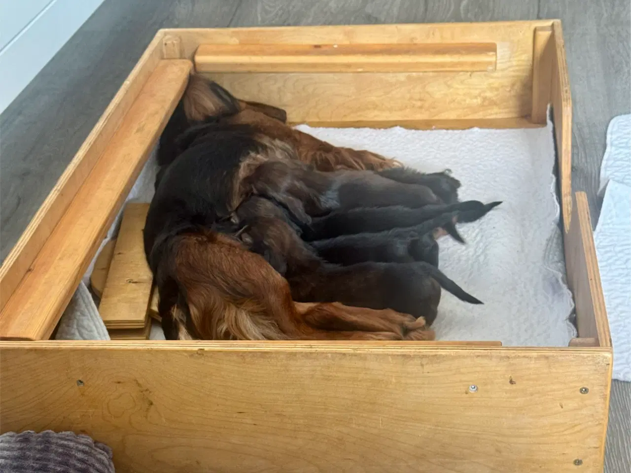 Billede 5 - Søde, charmerende og kærlige gravhunde hvalpe