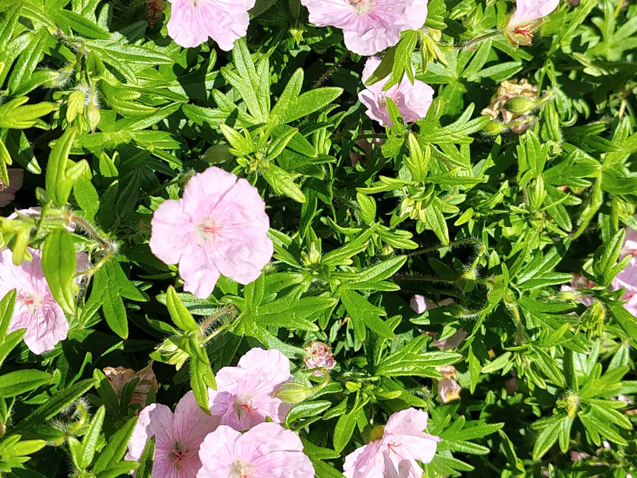 Billede 5 - Geranium sanguineum var. striatum / Stribet Blodst
