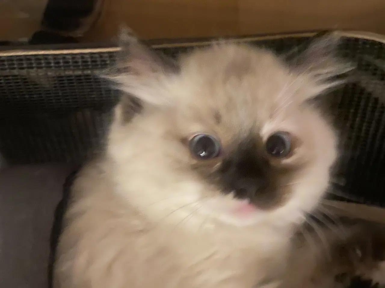 Billede 2 - Ragdoll killing med stamtavle 