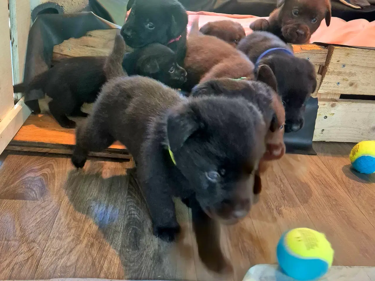 Billede 5 - Sunde, sociale labradorhvalpe i sort og brun 🐶