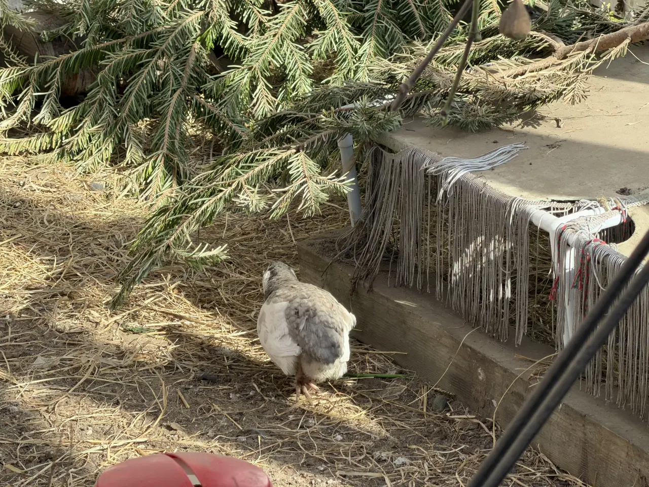 Billede 15 - Vagtel rugeæg 