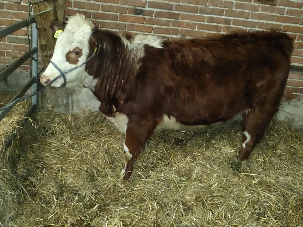 Billede 2 - Mini Hereford 