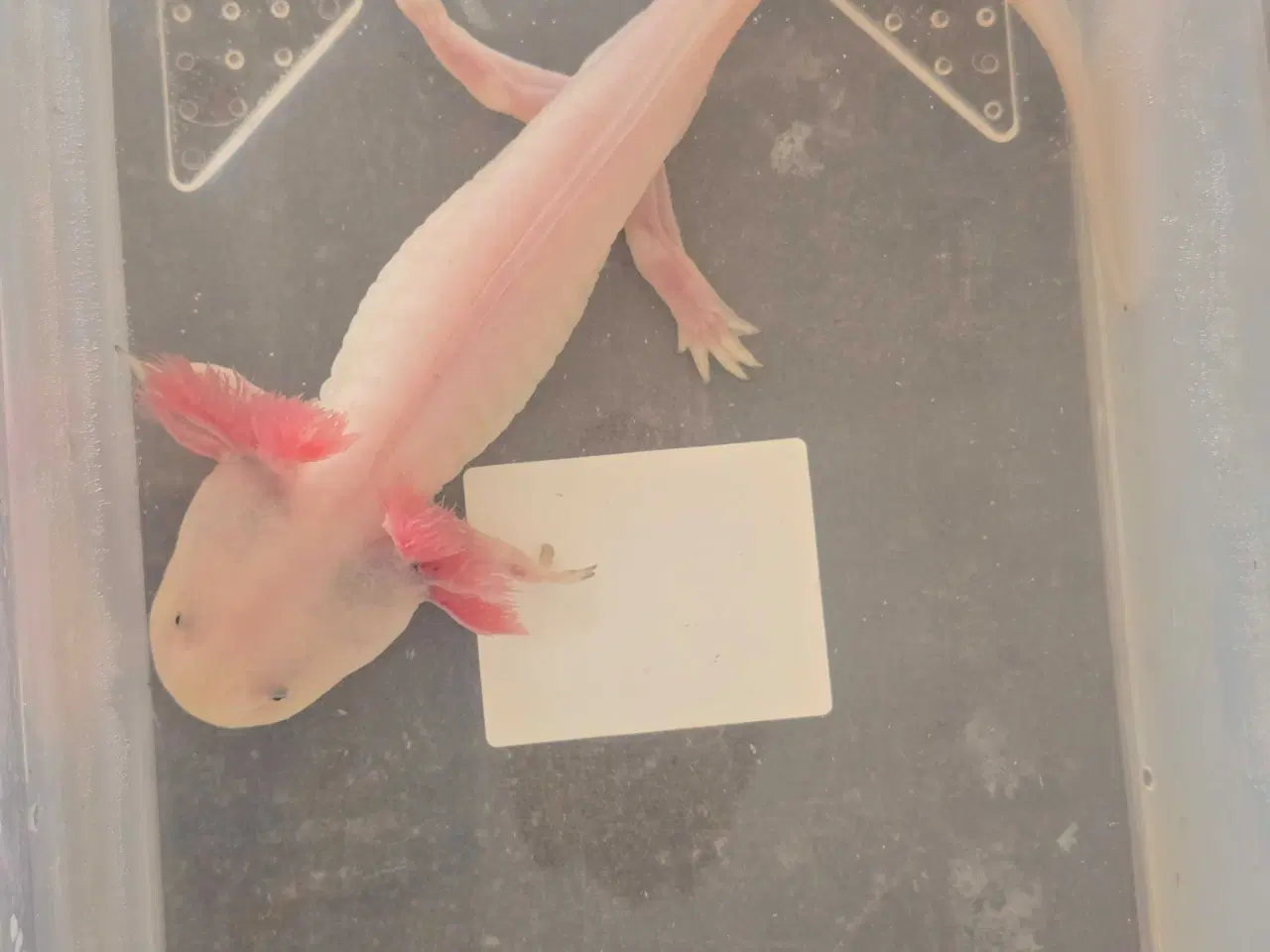 Billede 6 - Axolotler m. Stamtavle fra kendte linjer