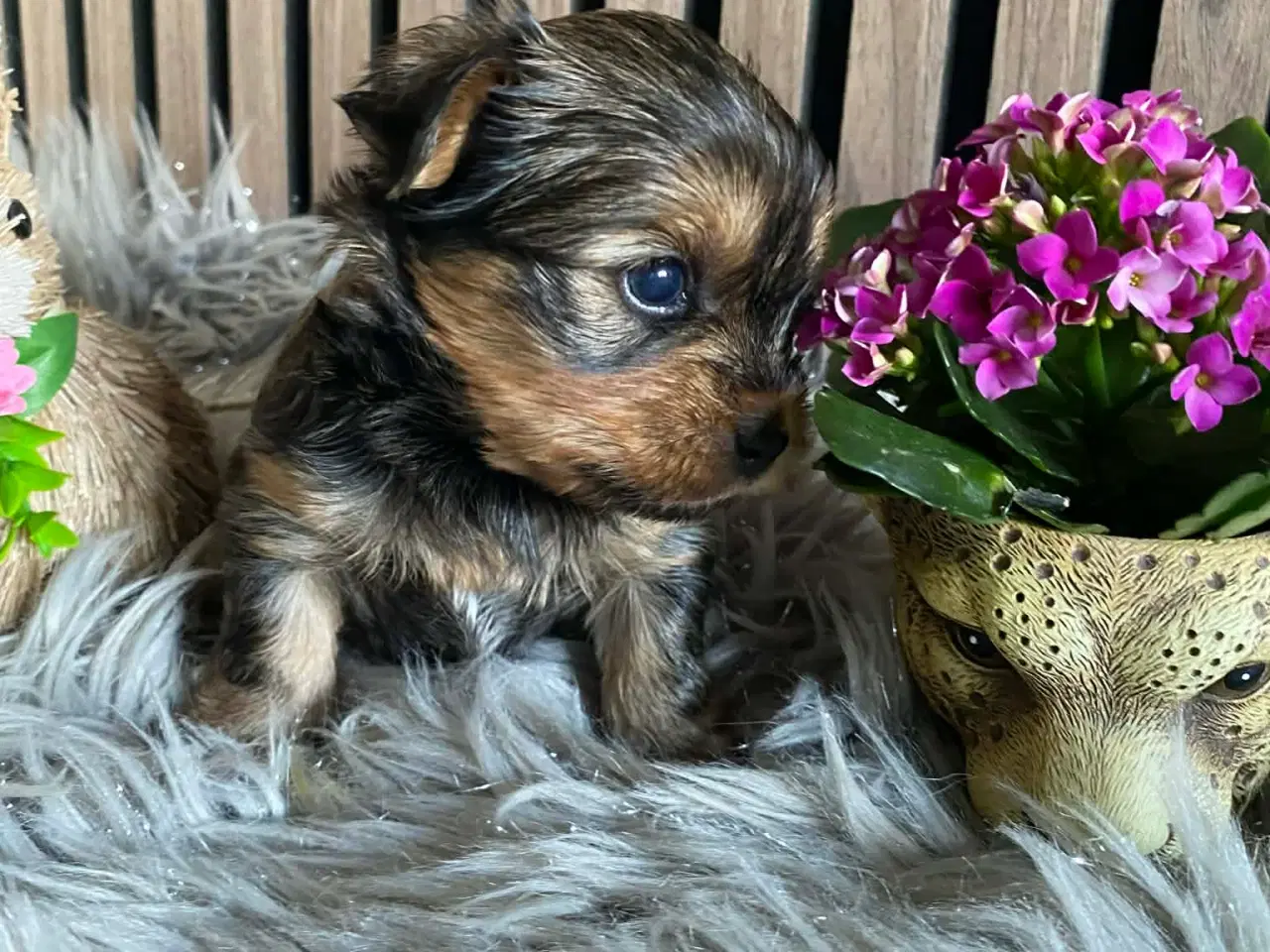 Billede 2 - Yorkshire terrier 