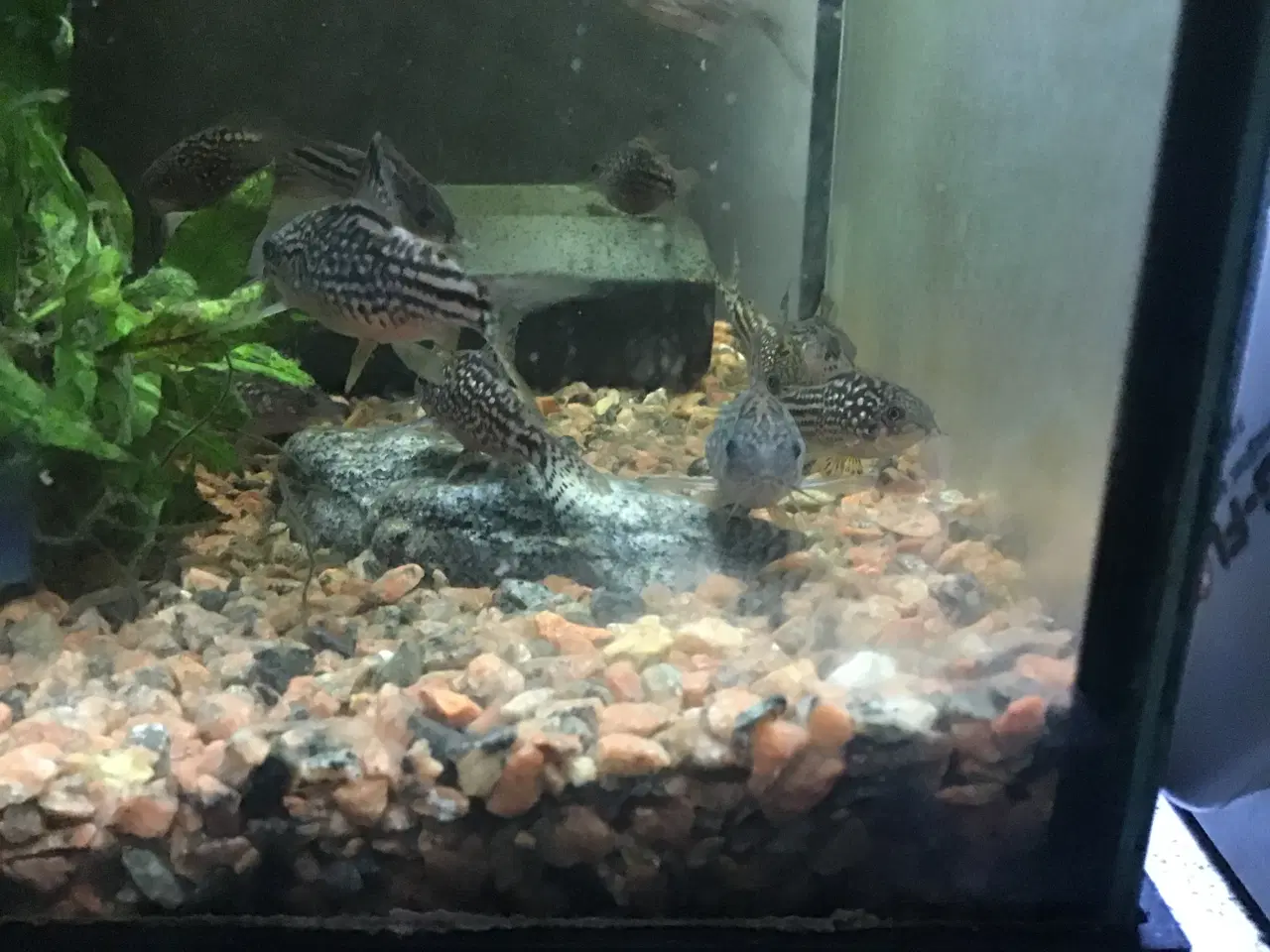 Billede 3 - Trinilatus corydoras